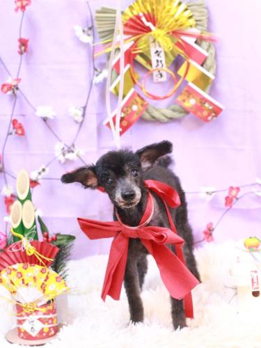 20230118ピースくん